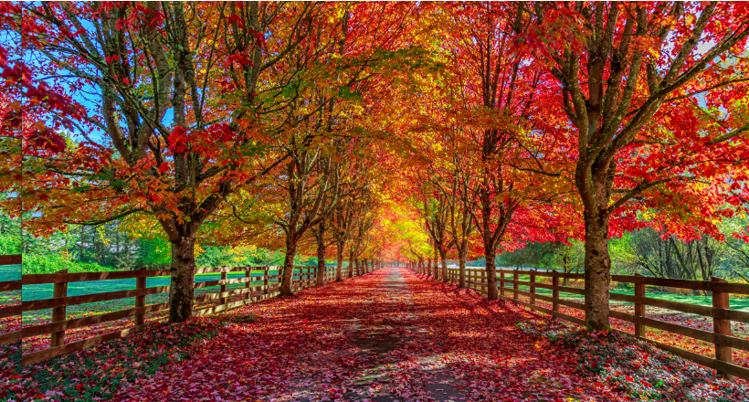 Plan Your Fall Foliage Trip Now!