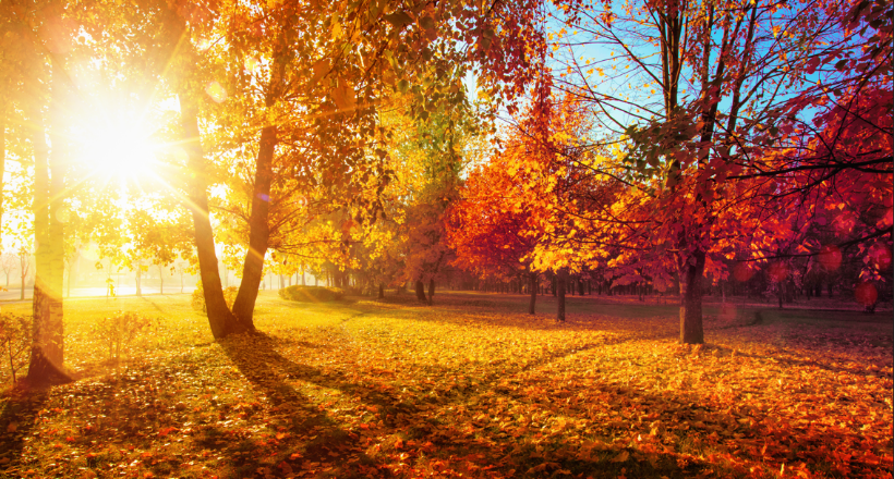 Morning Light Matters